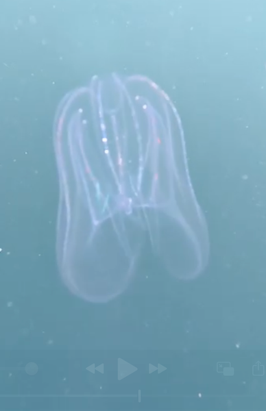a jellyfish is floating on top of a body of water .