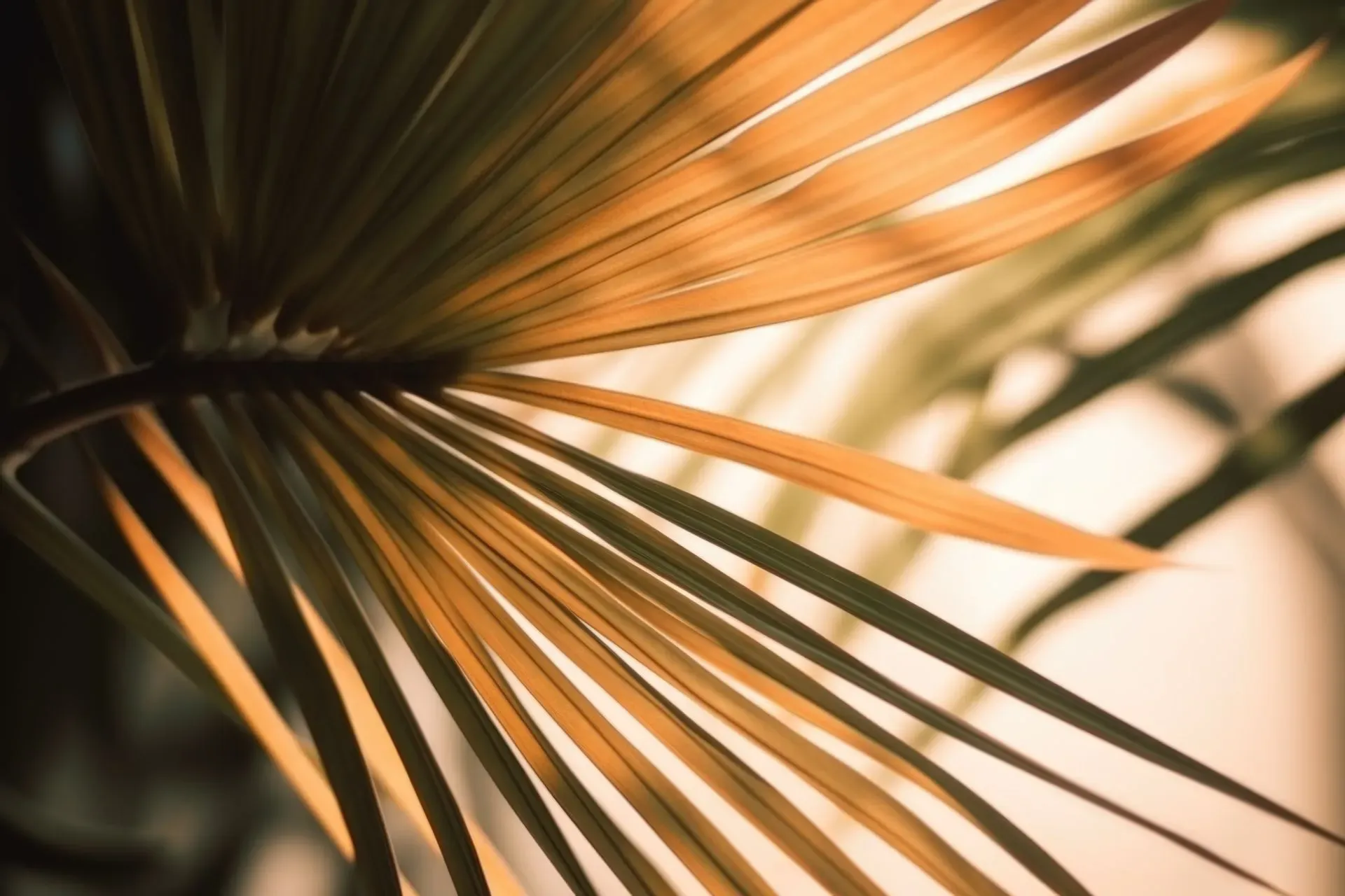 Palm leaves with warm light, ideal for a tropical Nattivo Collection Hotel escape.