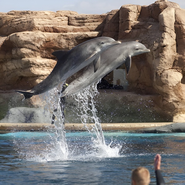 a sign for mercadona is surrounded by palm trees