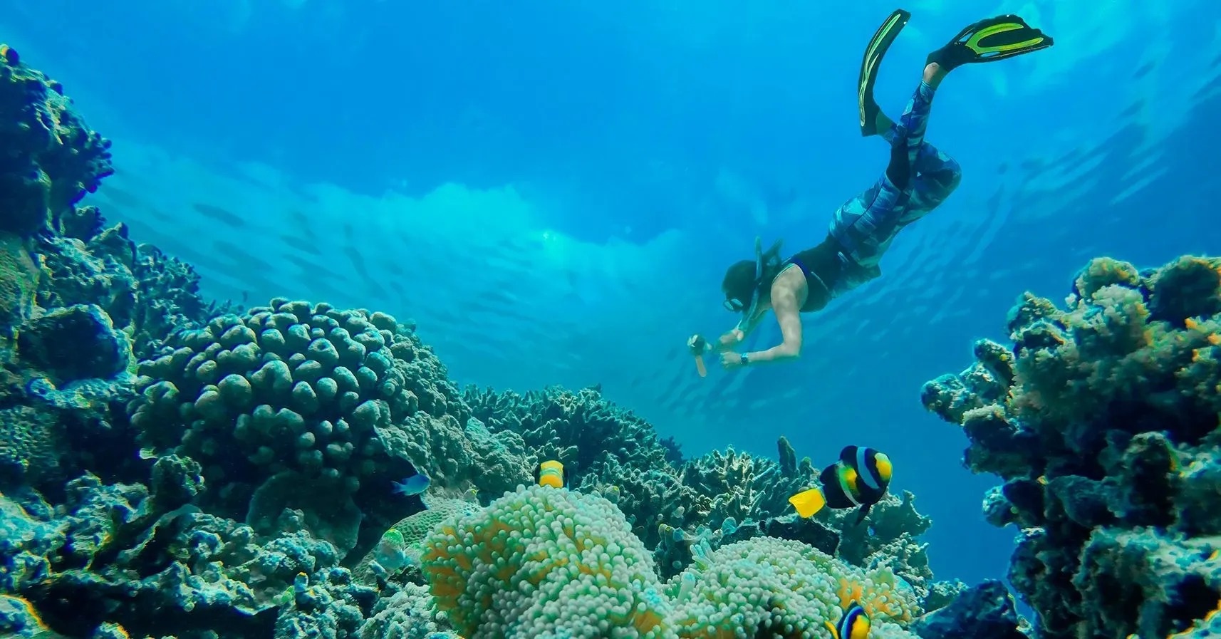 un hombre bucea en el océano cerca de un arrecife de coral