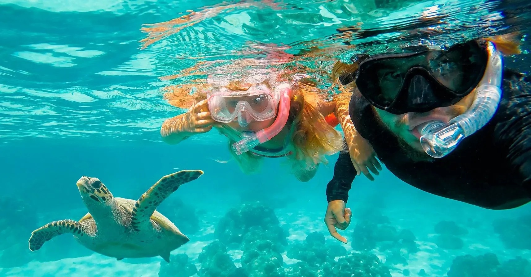 Fauna marina en los arrecifes de mexico