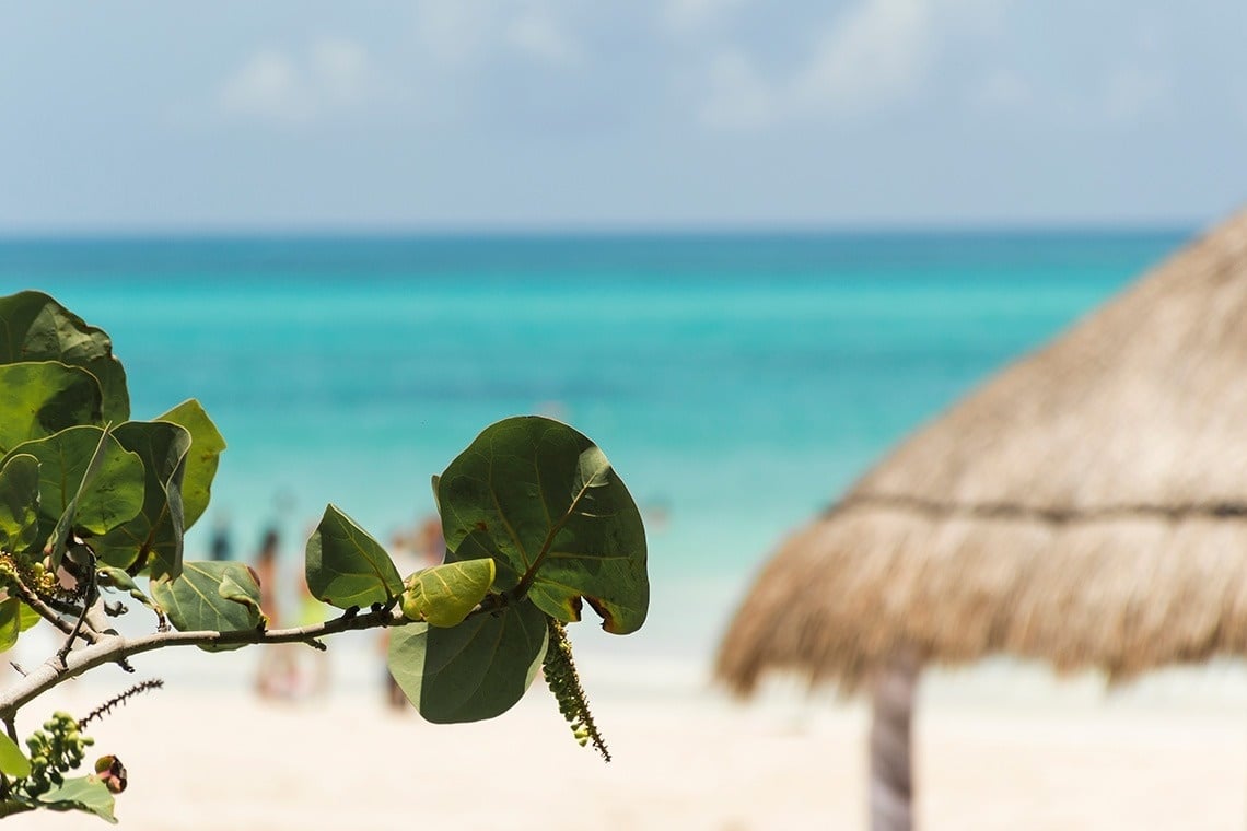 a thatched hut on a beach with a leaf in the foreground