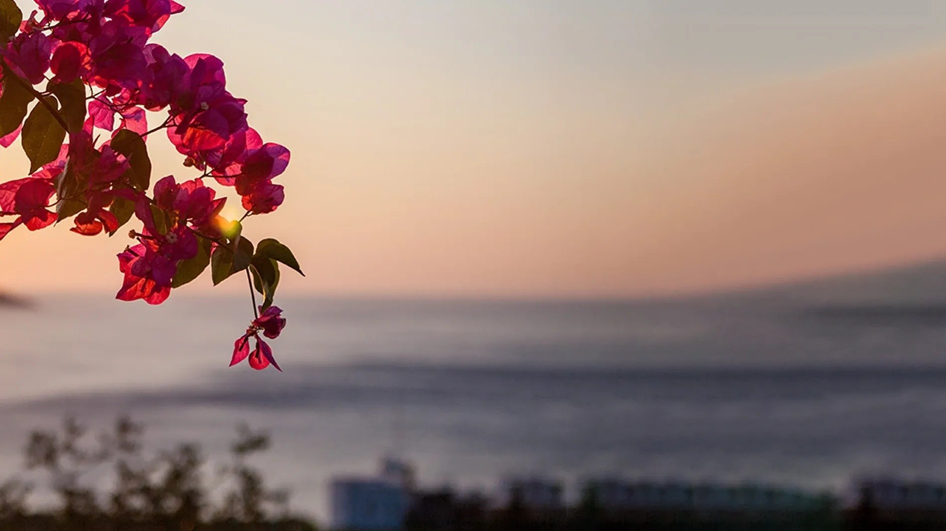 una vista del océano al atardecer con flores en primer plano