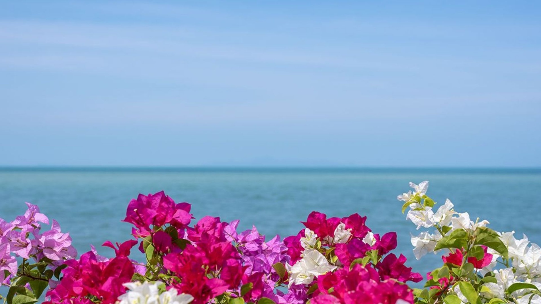 purple and white flowers with the ocean in the background=s1900