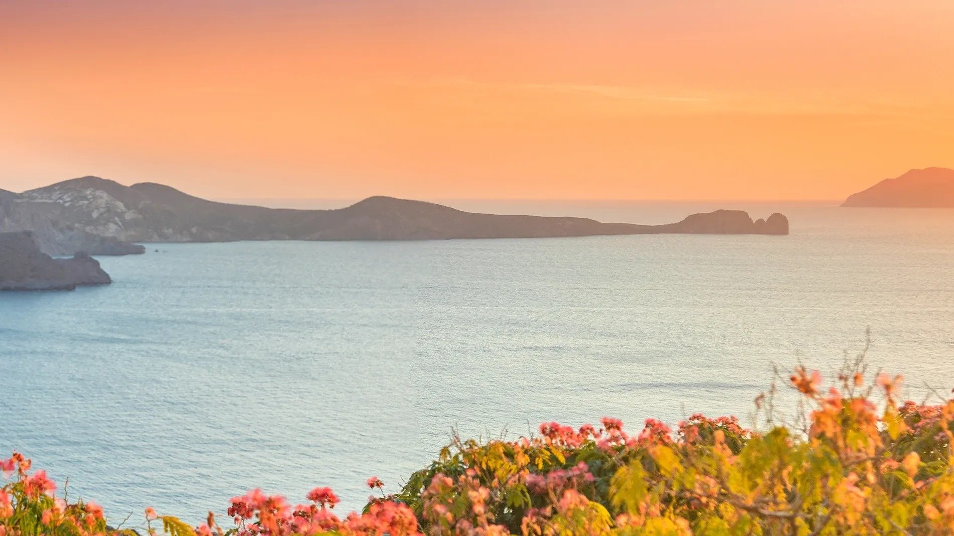 una vista del océano al atardecer con flores en primer plano