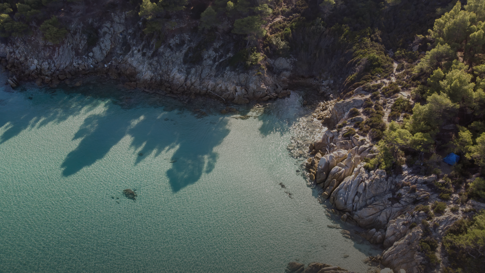l' ombre d' un arbre est projetée sur l' eau
