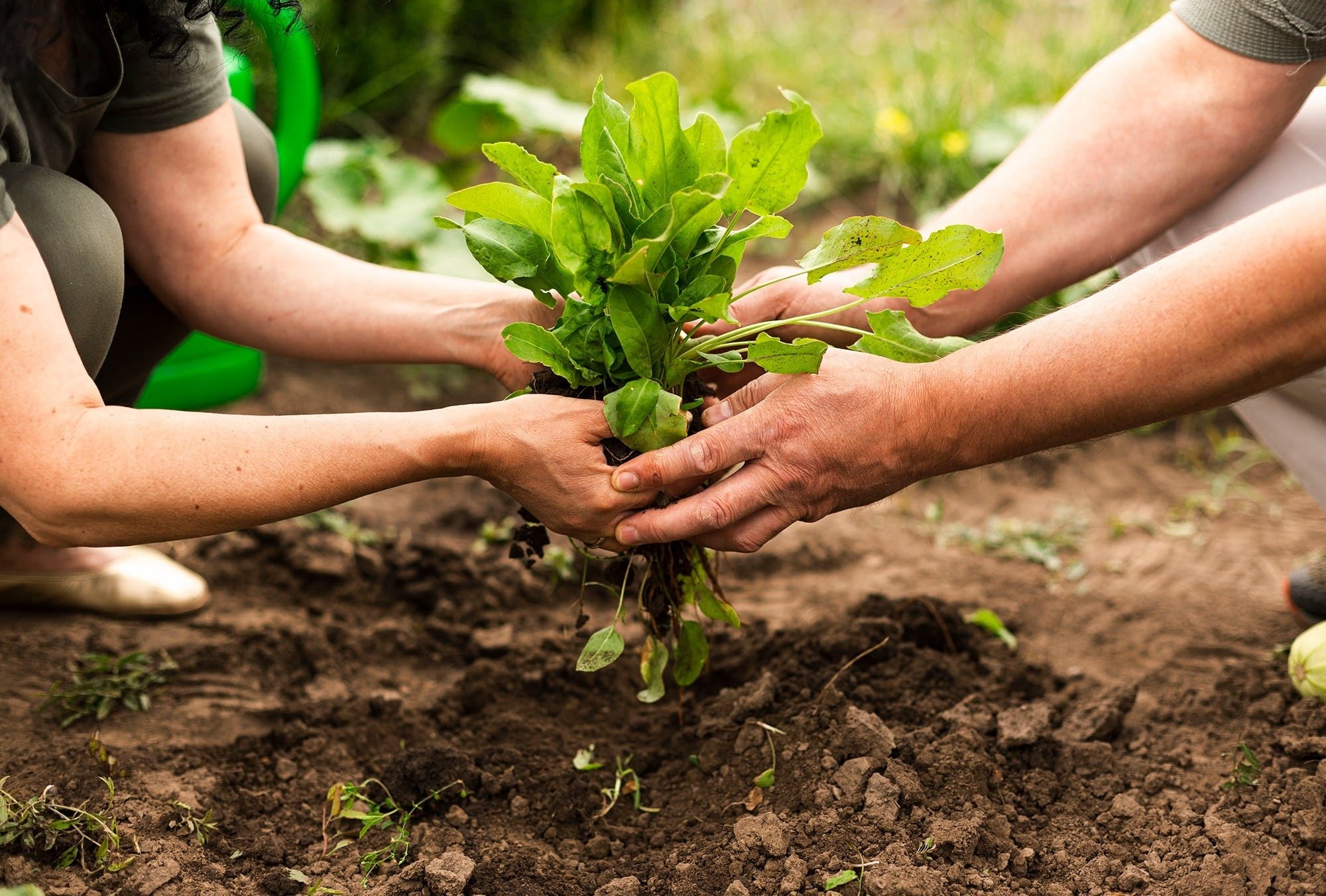 a man and a woman are planting a plant together