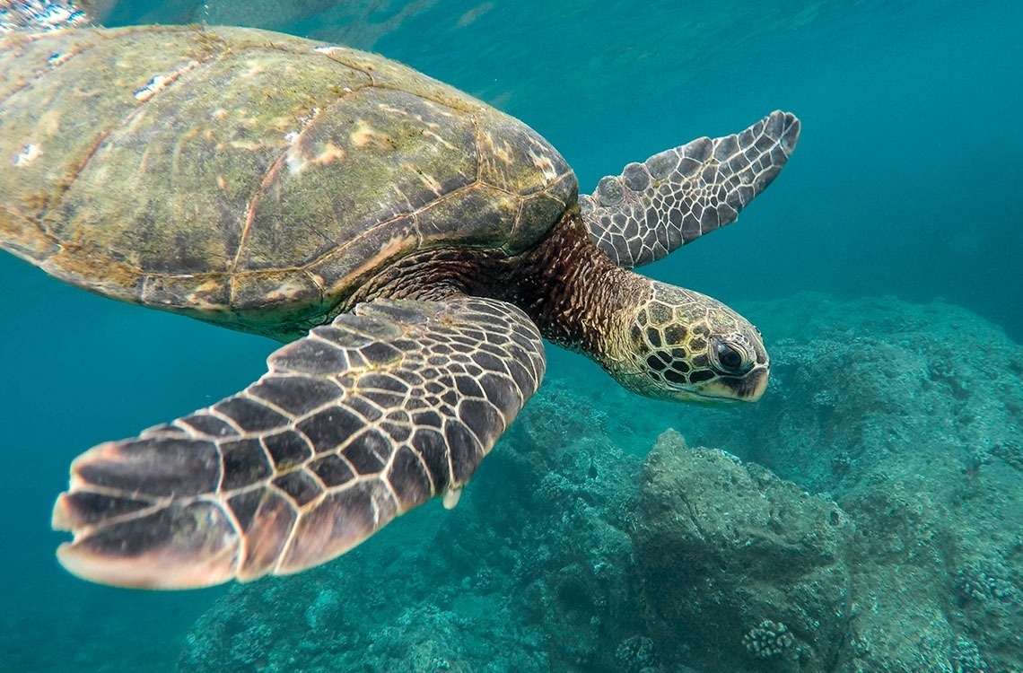 a sea turtle is swimming in the ocean near a coral reef