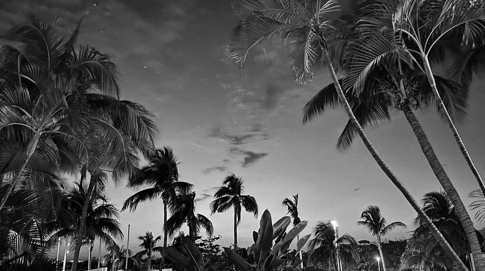 a black and white photo of palm trees against a cloudy sky=s1900