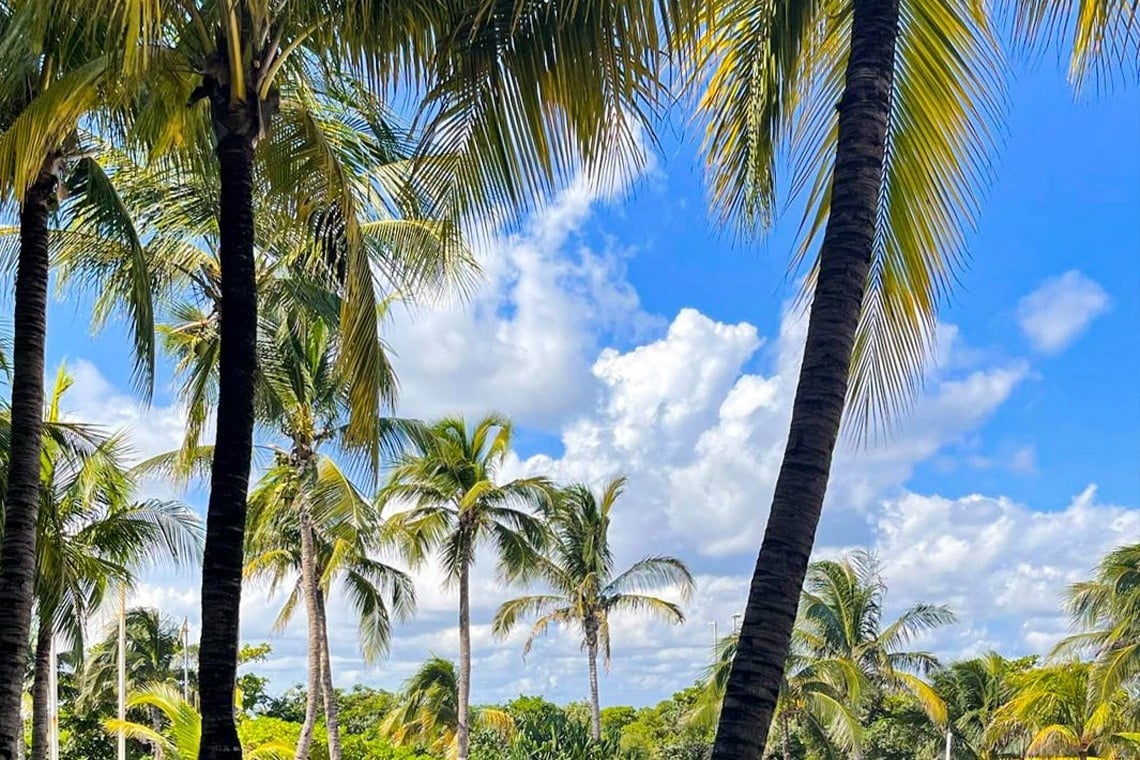 palm trees against a blue sky with white clouds