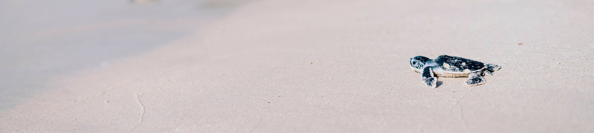 two baby sea turtles are crawling on a sandy beach