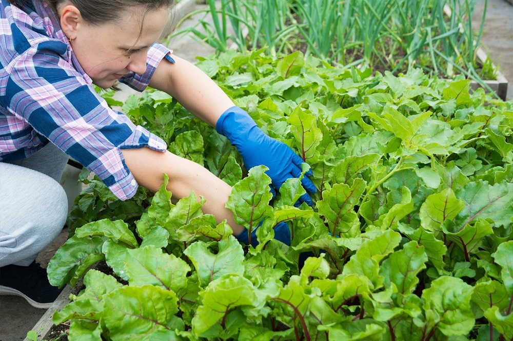 une femme portant des gants bleus travaille dans un jardin