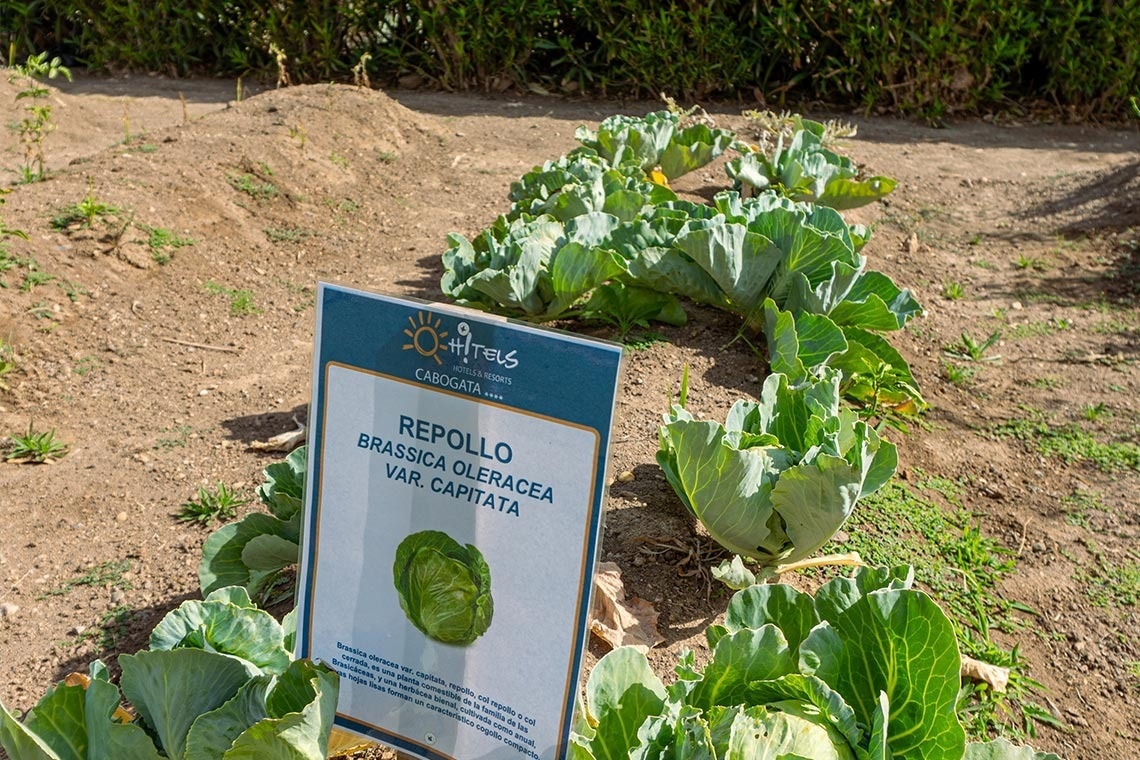 un jardín con repollo y brassica oleracea var capitata