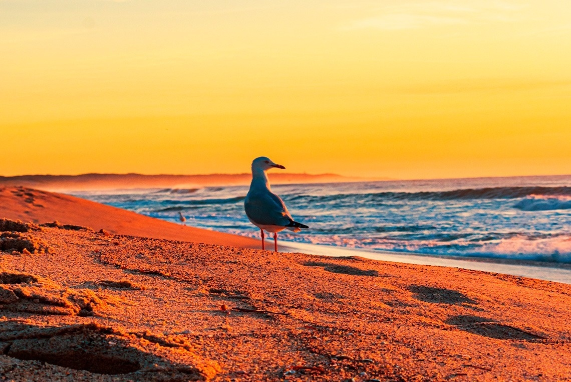 a seagull stands on a sandy beach at sunset