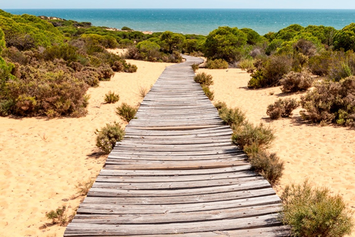 a wooden walkway leads to the ocean in the distance