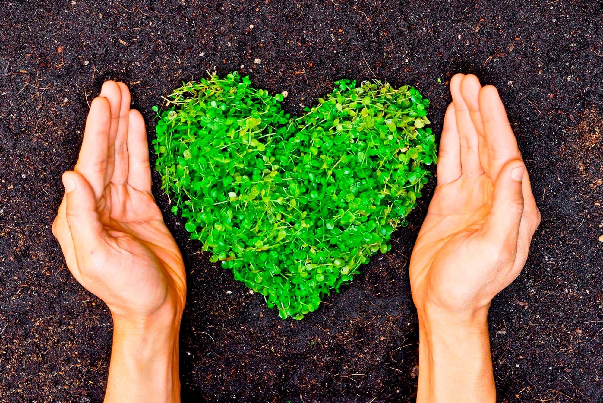 two hands holding a heart made of green plants