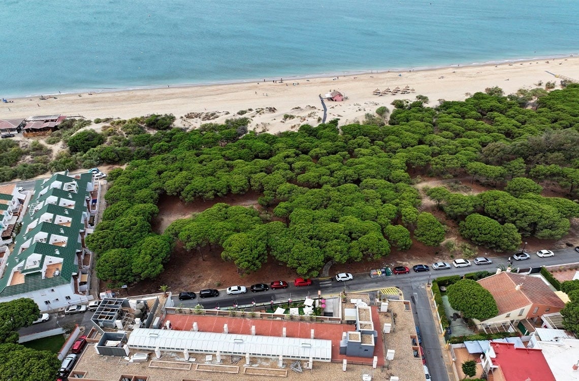 une vue aérienne d' une forêt avec une plage en arrière-plan