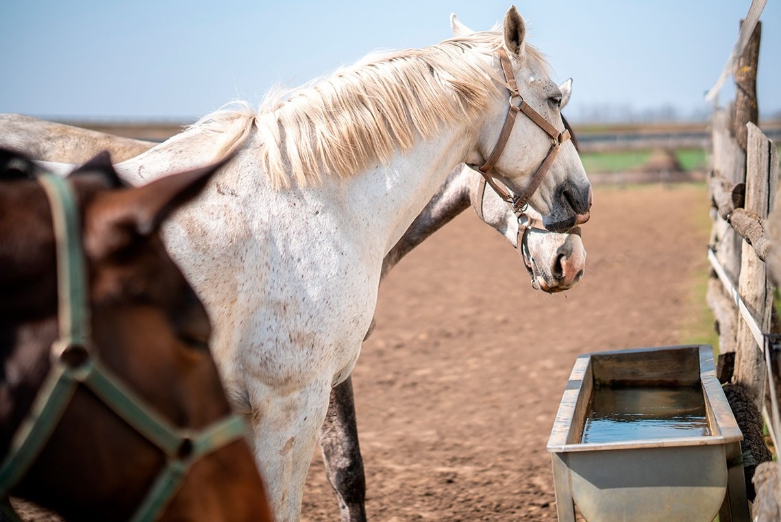 um cavalo branco está bebendo água de um bebedouro