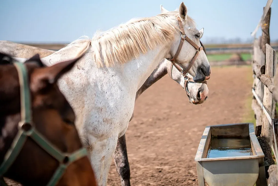 White and brown horses waiting at On Hotels: ON Corporativa.