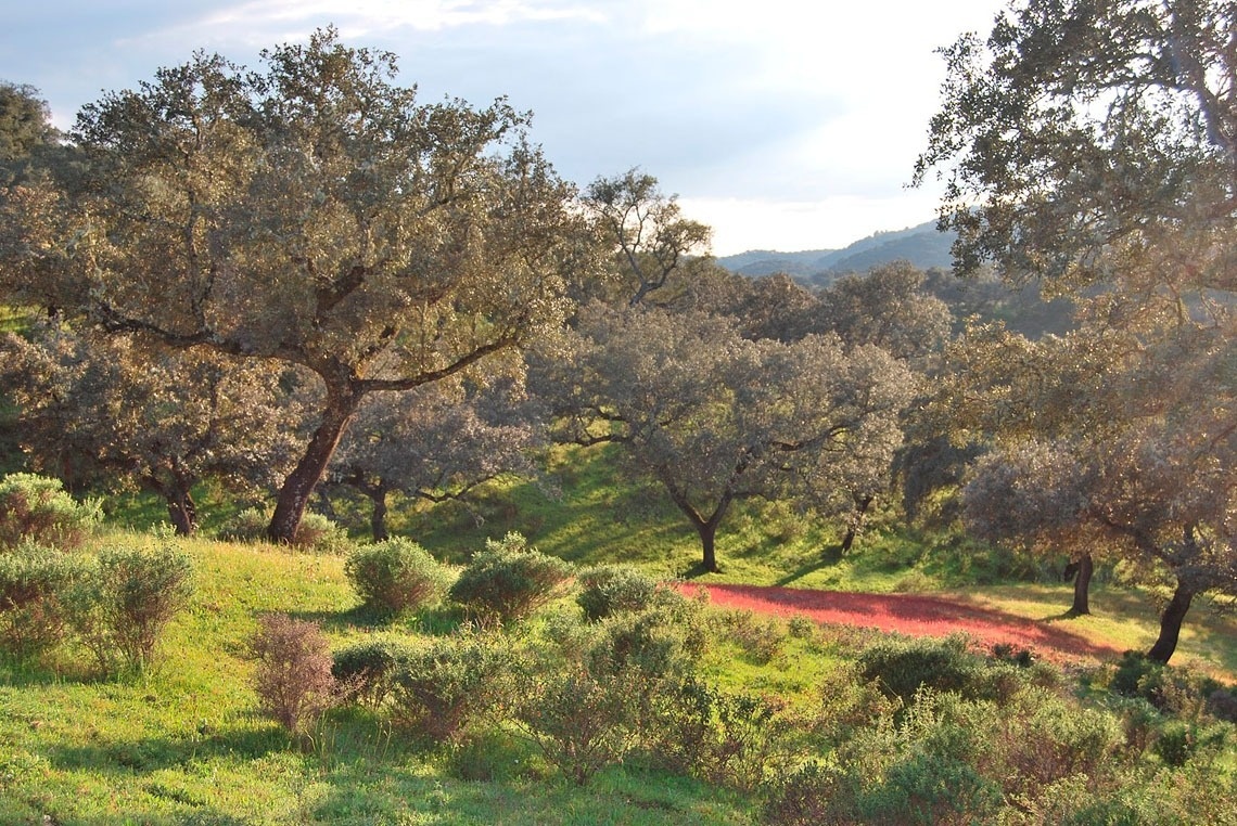 un chemin rouge traverse une forêt avec de nombreux arbres