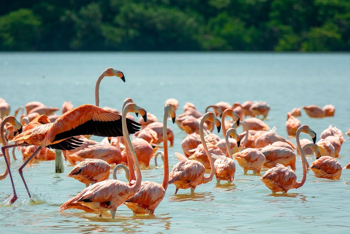 a flock of flamingos are standing in the water