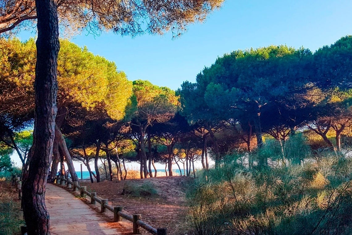 un camino que conduce a la playa está rodeado de árboles