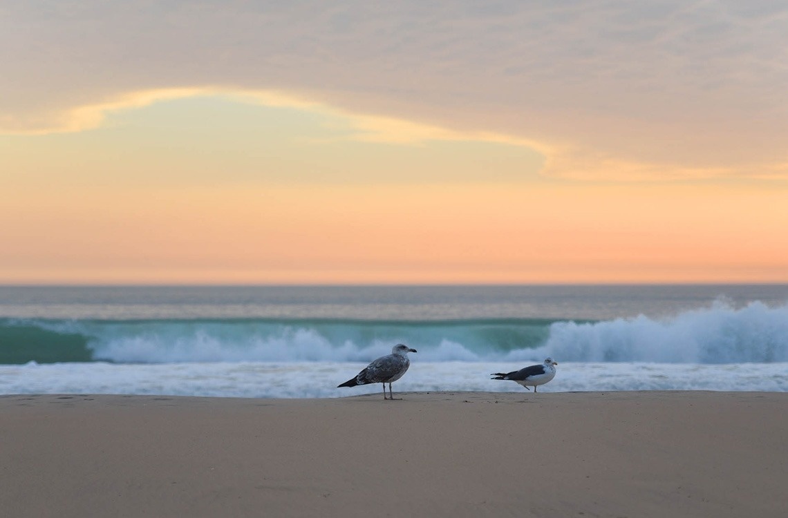 two seagulls standing on a sandy beach near the ocean