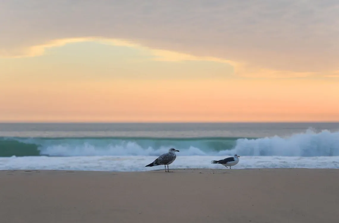 Duas gaivotas na praia ao pôr do sol. Ideal para a sua estadia On Hotels: ON Corporativa.