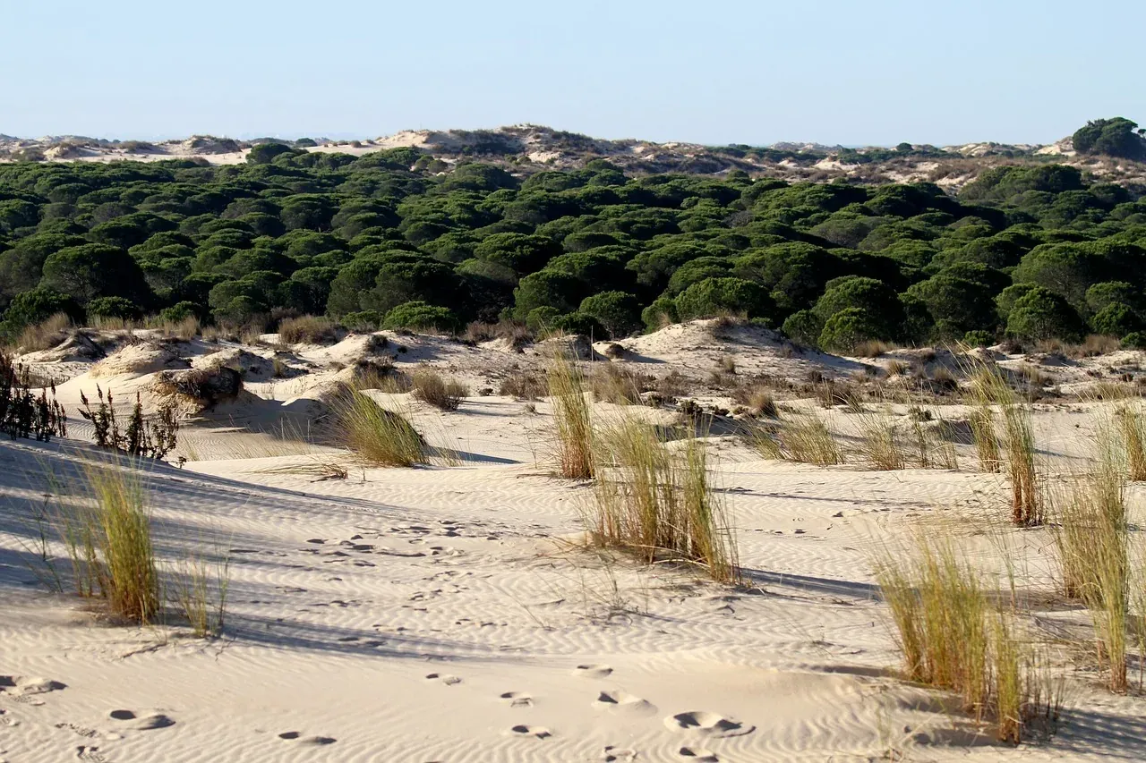 Dunes et pinède, idéal pour On Hotels - ON Corporativa.