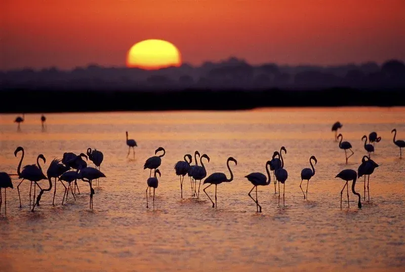 Flamingos ao pôr do sol. Ideal para férias com On Hotels: ON Corporativa.