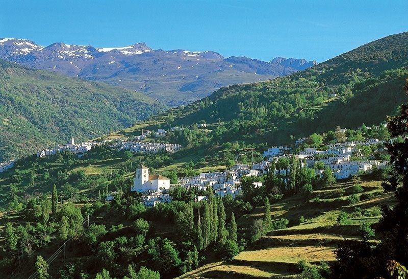 una gran piscina con vistas al océano está rodeada de palmeras