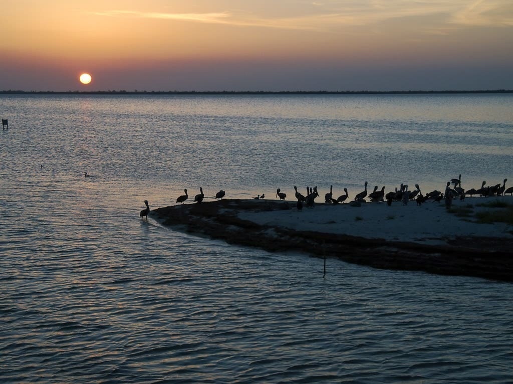 Imagem do pôr do sol com diferentes aves em Isla Pájaros