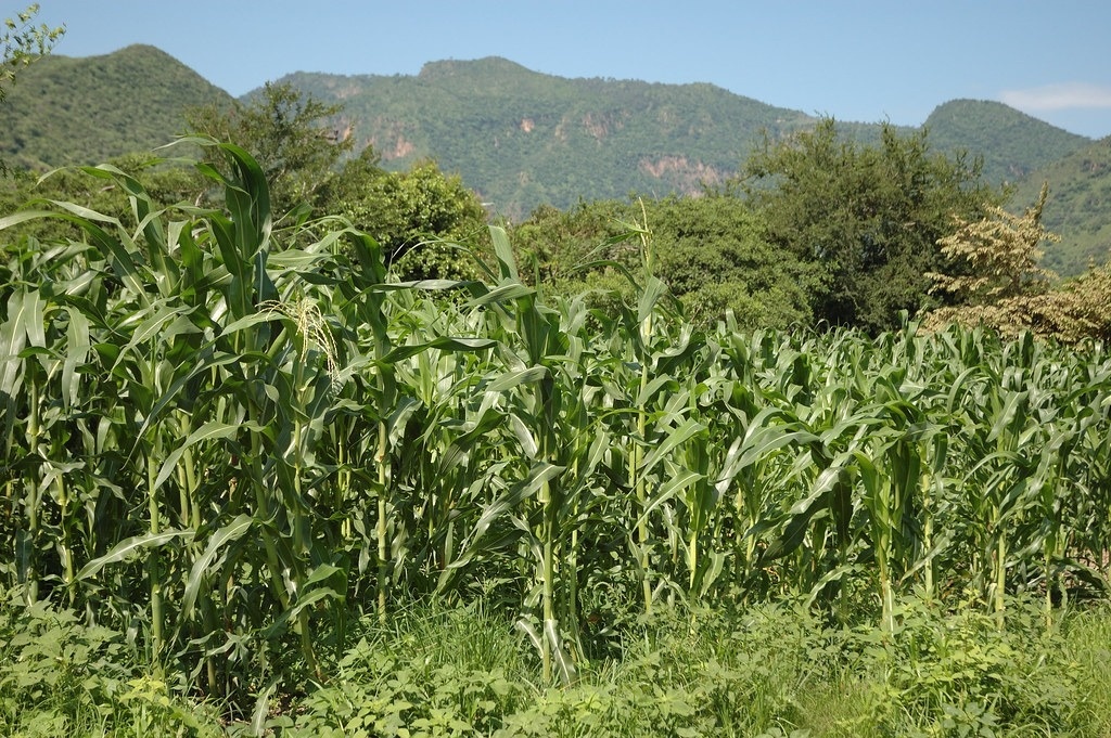 campo de maíz en Nayarit