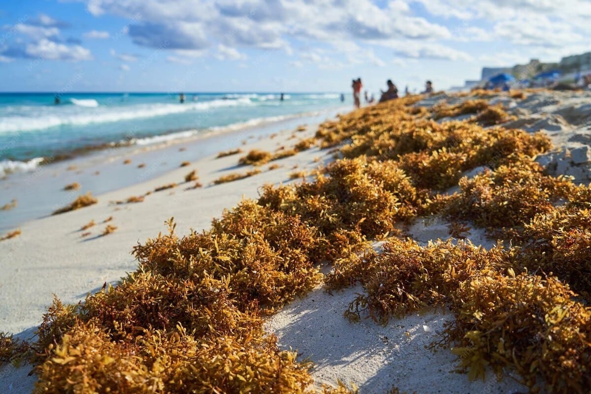 Beach with seaweed and ocean waves, perfect for your Park Royal Hotels & Resorts en México vacation.