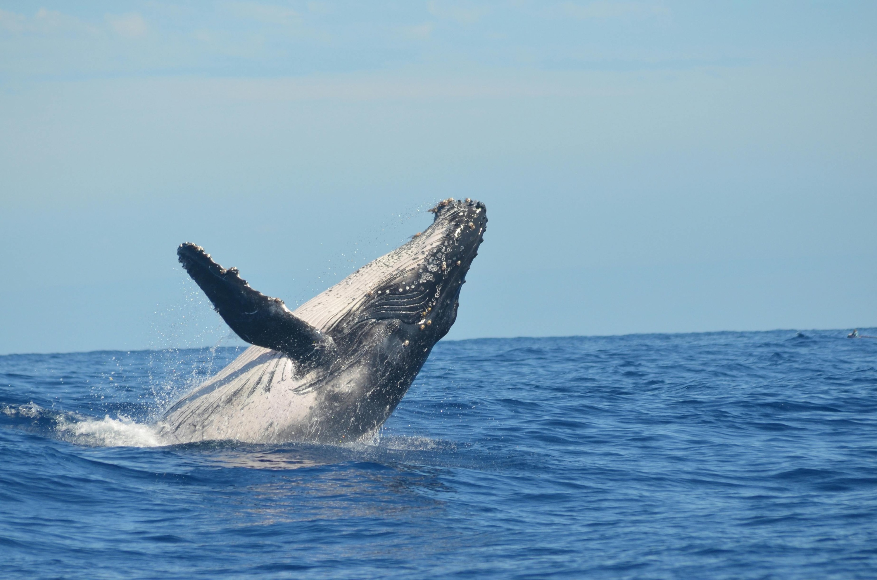 a humpback whale is jumping out of the ocean