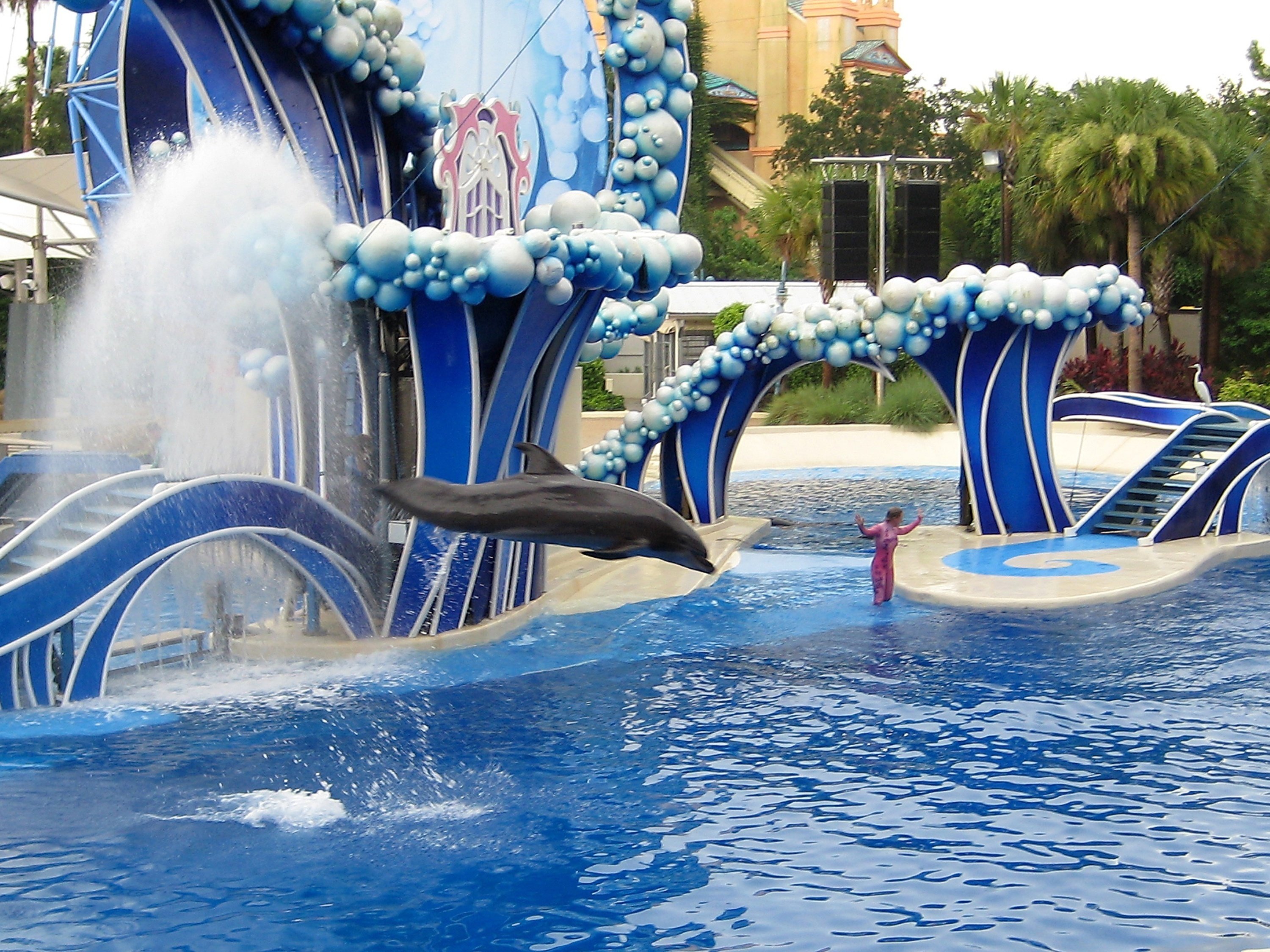 a dolphin is jumping out of the water at a water park