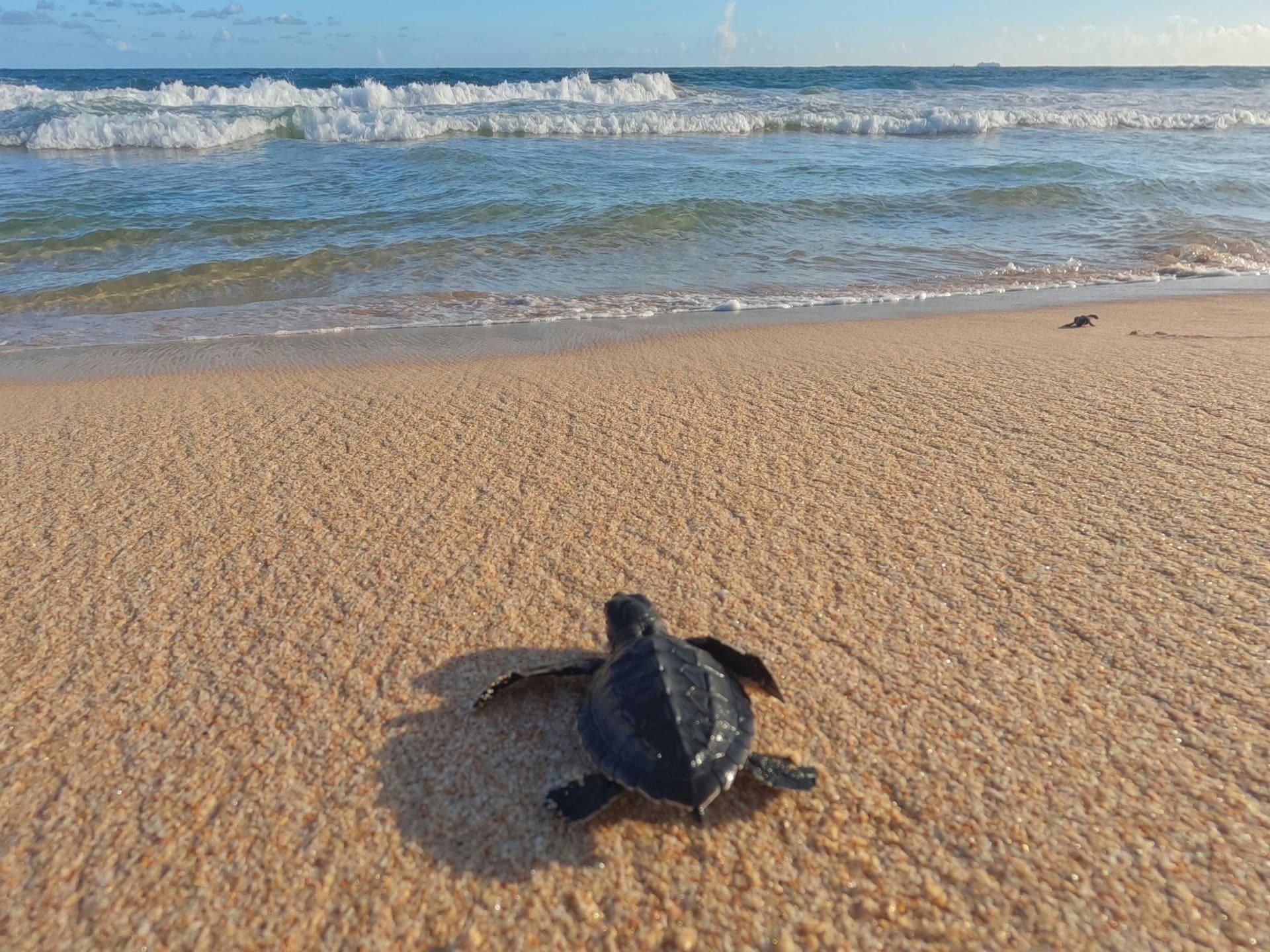 a small sea turtle on a sandy beach near the ocean