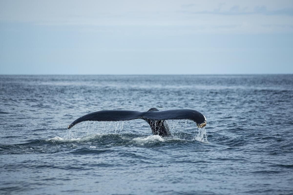 Avistamiento de ballenas jorobadas saltando en Ixtapa