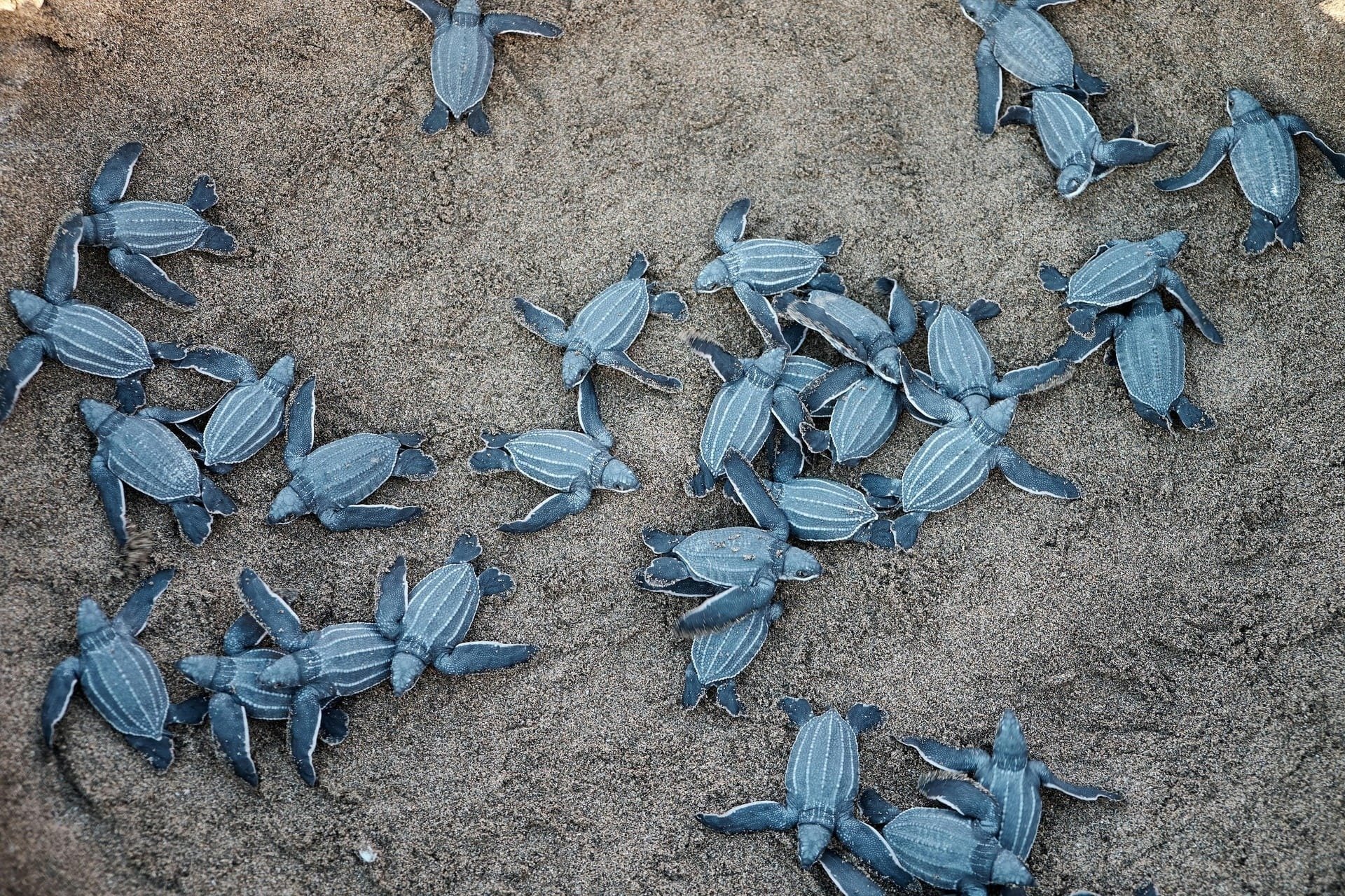 a group of baby sea turtles are crawling in the sand