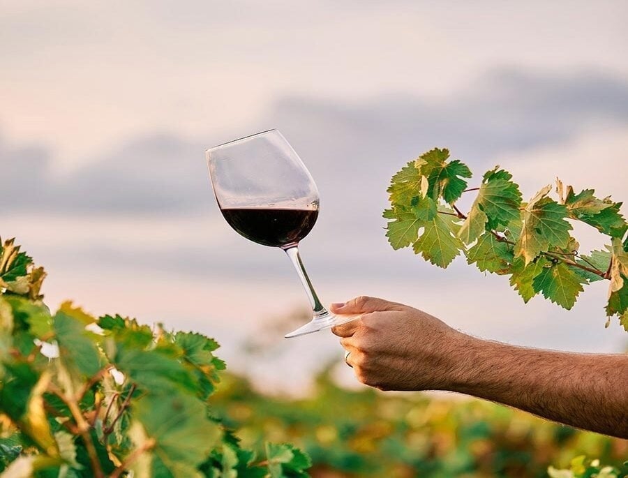 Rota do vinho perto de Buenos Aires: vinhedos para uma escapada perfeita