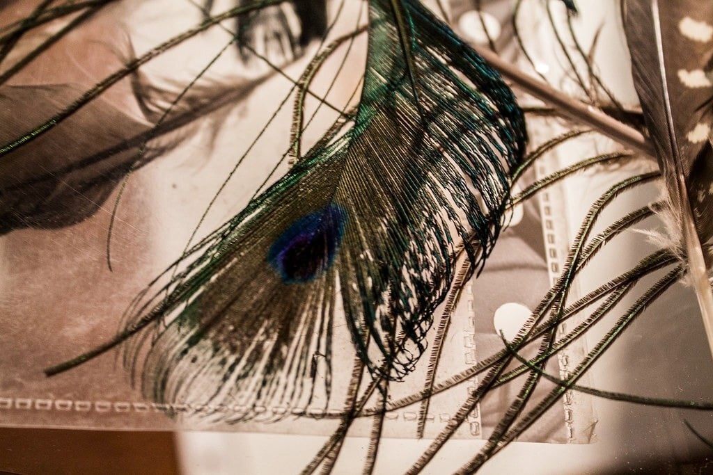 Art and works made and painted with feathers