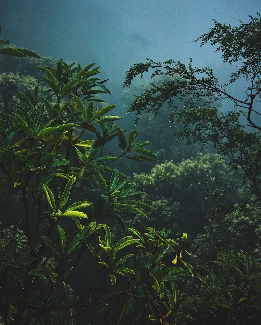 Ambiental: princípio de sustentabilidade dos hotéis e resorts Royal Planet, Park Royal