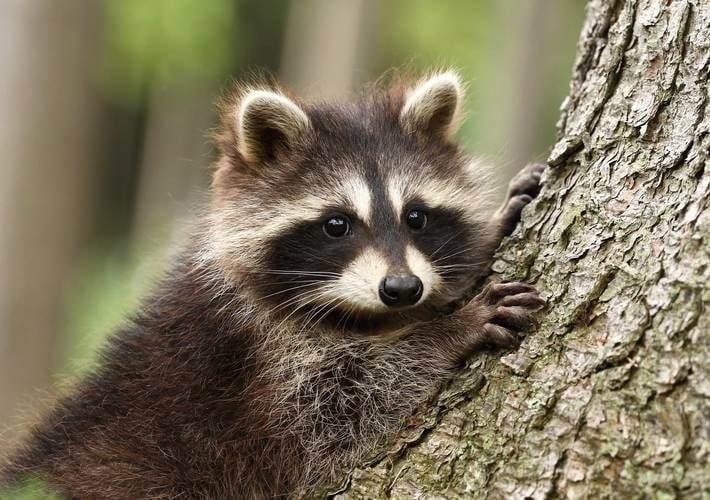 a raccoon is sitting on a tree branch looking at the camera .