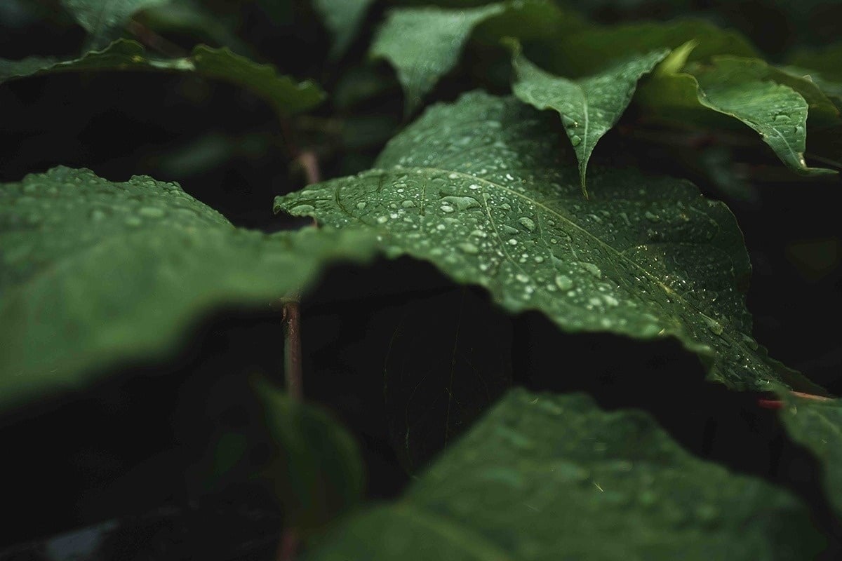 uma folha verde com gotas de água nela