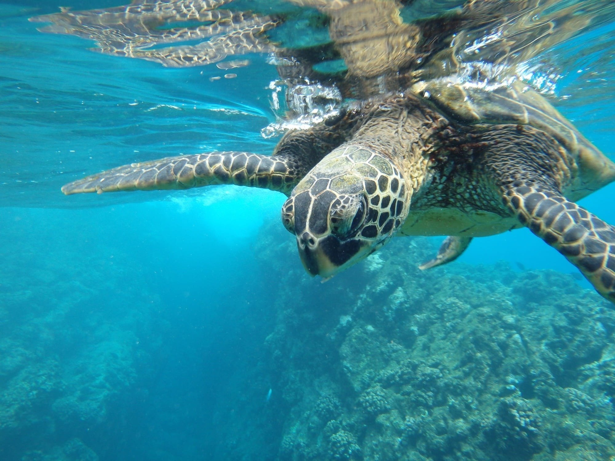 Marine fauna in the reefs of mexico