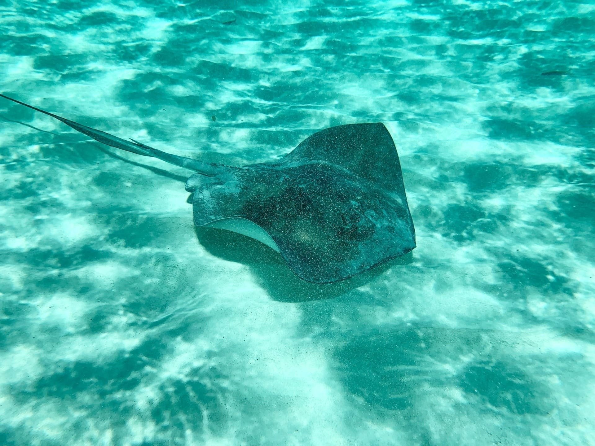 una raya nada en el océano azul claro