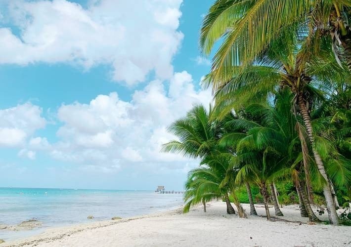 a beach with palm trees and a pier in the background