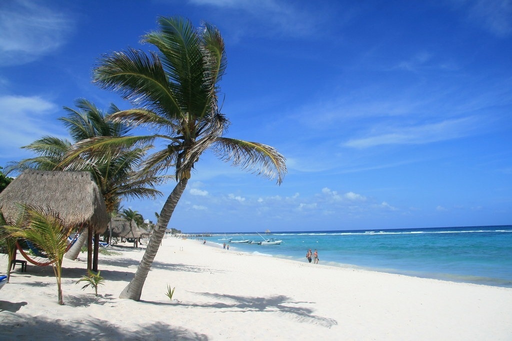 a palm tree on a beach with a blue sky in the background