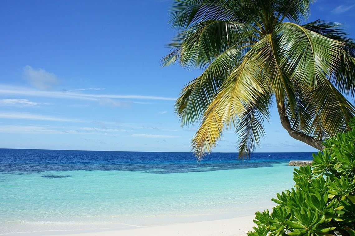 una palmera en la playa con el océano en el fondo