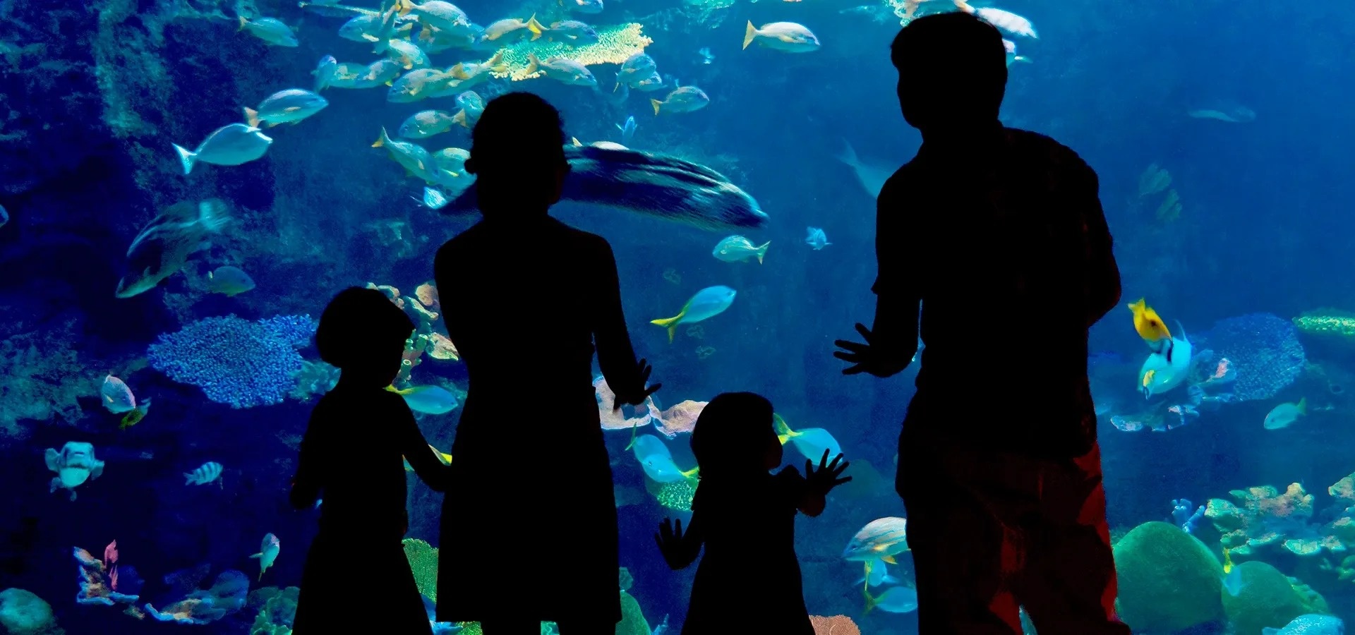 Dois pais com seus filhos no Aquário Mazatlán Mar de Cortés